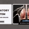 A Comprehensive Look at the Respiratory System