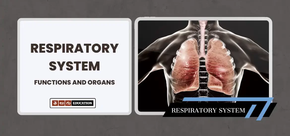 A Comprehensive Look at the Respiratory System