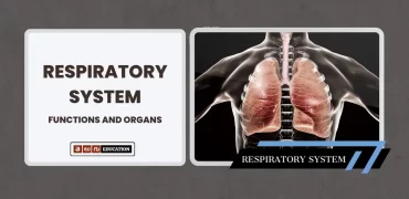 A Comprehensive Look at the Respiratory System