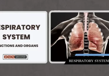 A Comprehensive Look at the Respiratory System